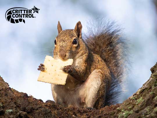 Squirrel Removal In Mt. Lebanon | Critter Control Of Pittsburgh