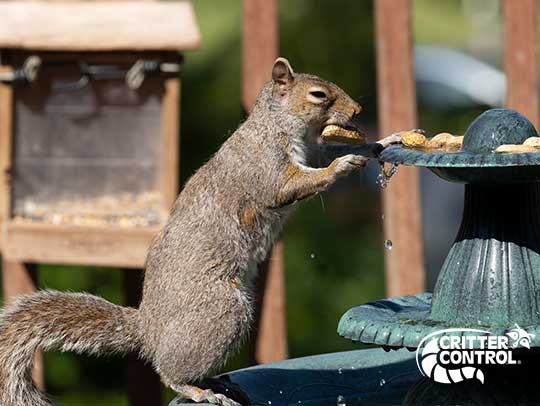 Squirrel Removal in Allison Park