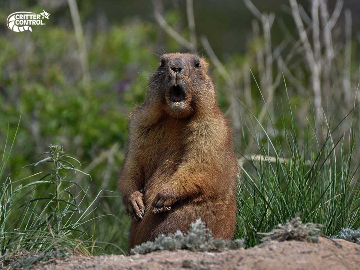How To Get Rid Of Groundhogs And Keep Them Away Critter Control Of Pittsburgh