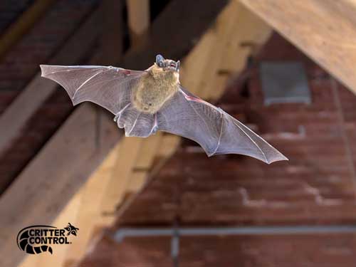 Bat removal services in Gibsonia