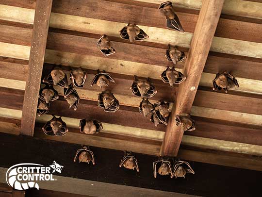 How to Get Rid of Bats in the Home