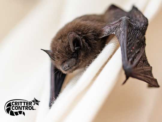 Bat Removal Services in Churchill
