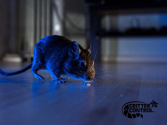 Rat Removal Services in Mt. Lebanon
