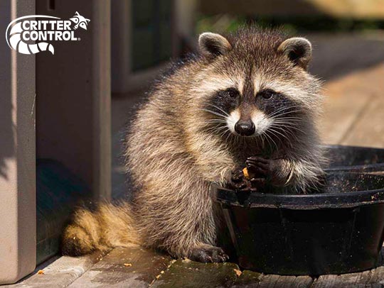 What to Expect in a Wildlife Removal Service?