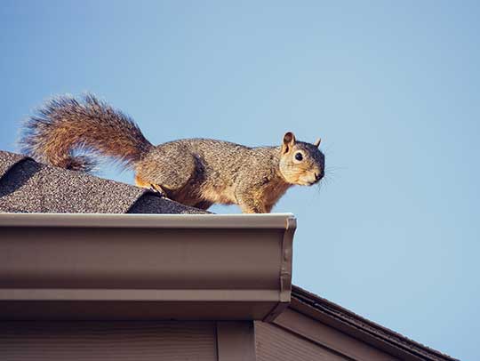 What Is Humane Squirrel Removal?