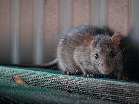 Rat Removal Services in Gibsonia