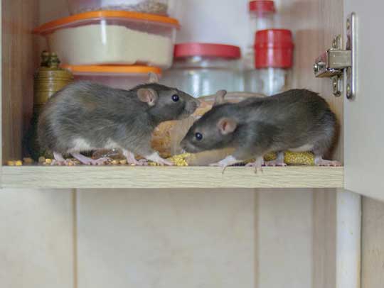 Rat Removal Services in Churchill