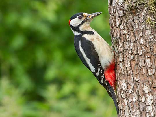 How Do You Get Woodpeckers to Stop Pecking at Your House?