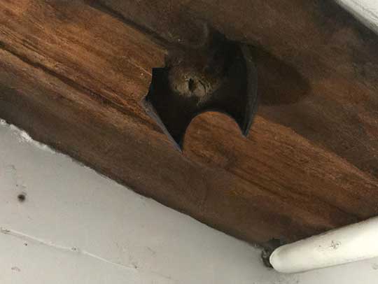Is Bat Removal Covered by Homeowners Insurance?