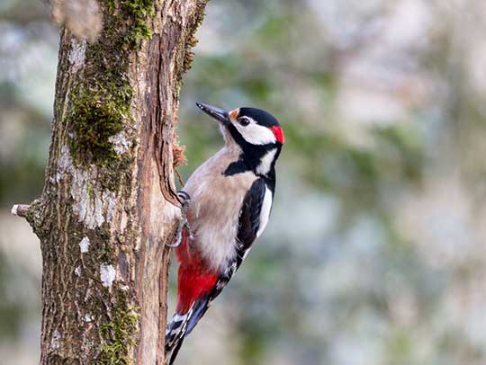 Woodpecker Removal Services in Churchill