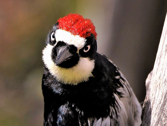 How Do You Get Rid of a Woodpecker?
