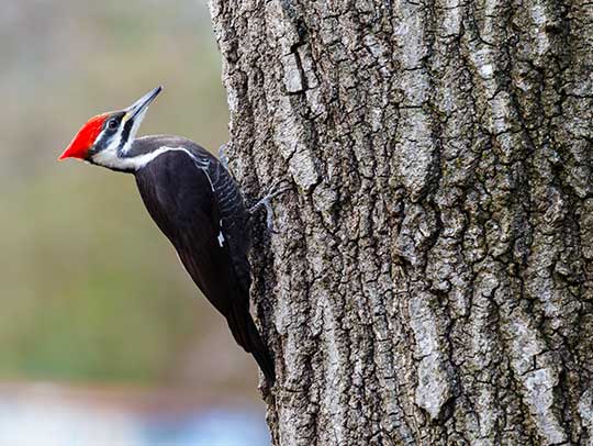 Woodpecker Removal Services in Allison Park