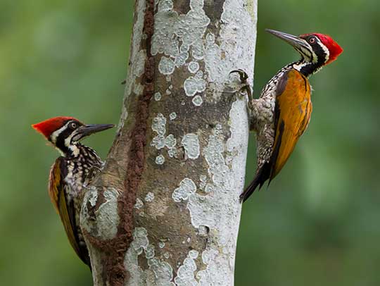 Woodpecker Removal Services in Gibsonia