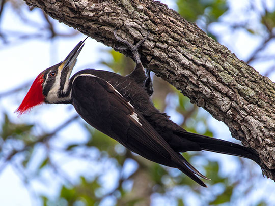 Woodpecker Removal Services in Upper St. Clair