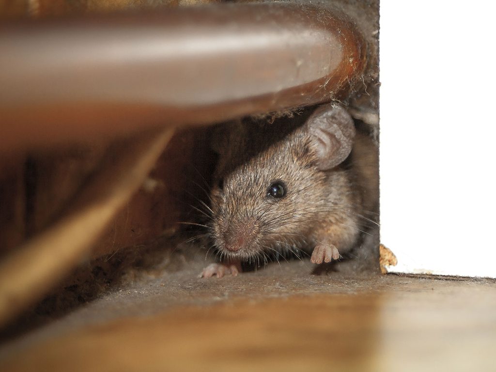 What Is the Best Way to Get Rid of Mice?
