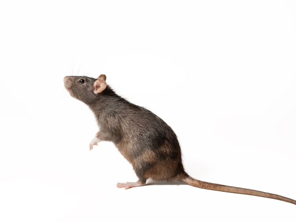 What To Do if You Have a Rat in the House