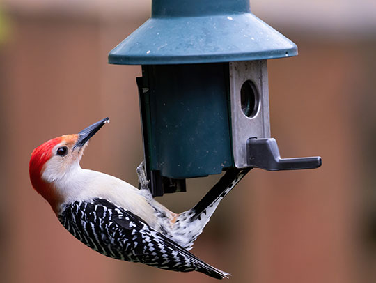 Woodpecker Removal Services in Fox Chapel