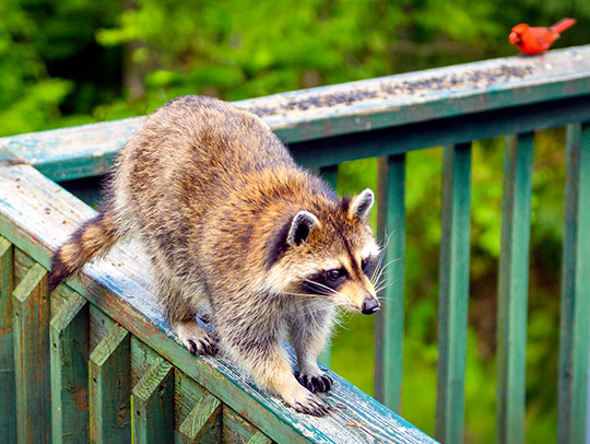 What Will Deter Raccoons From Coming Around?