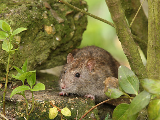 How to Get Rid of a Rat in Your Garden