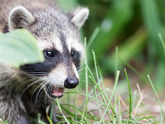 What to Do if You See a Raccoon in Your Backyard