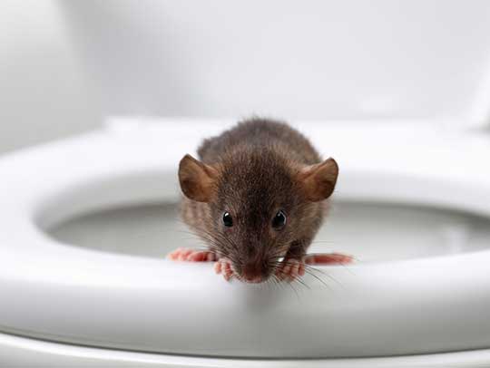 Will Ammonia Keep Rats Away?