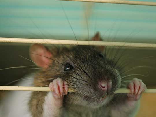 What Is the Best Way to Get Rid of Rats?