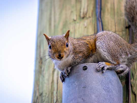 Can Ammonia Be Used to Get Rid of Squirrels