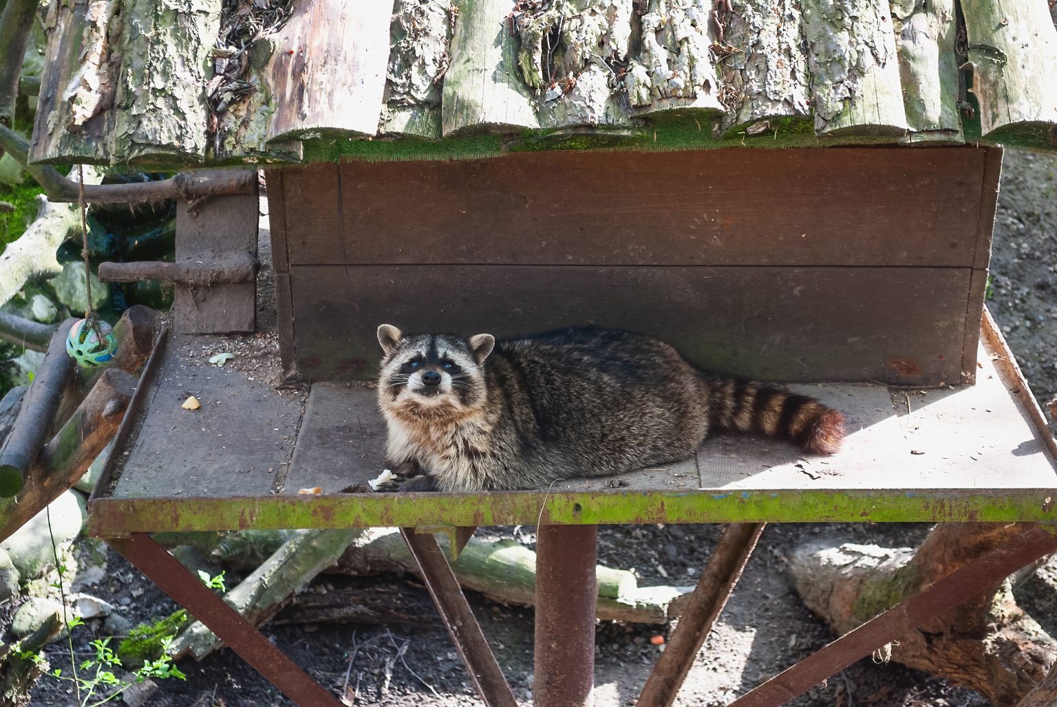 What Smell Repels Raccoons? | Critter Control Of Pittsburgh