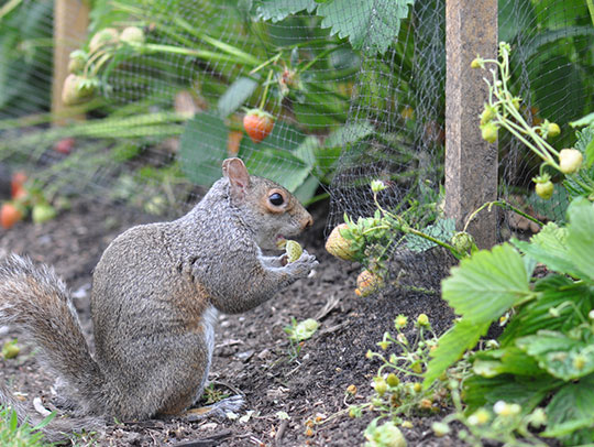 How to Get Rid of Squirrels in the Garden