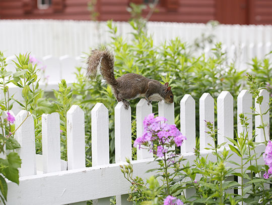 How Can I Get Rid of Squirrels In My Yard?