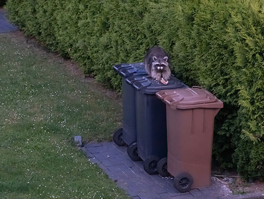 What Can I Use to Keep Raccoons Away from My Garbage?