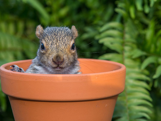What's the Best Way to Get Rid of Squirrels in Your Yard?