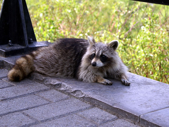 Does Homeowners Insurance Cover Raccoon Damage?