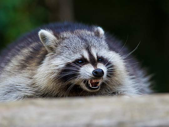 Is it Illegal to Kill Raccoons in Pennsylvania?