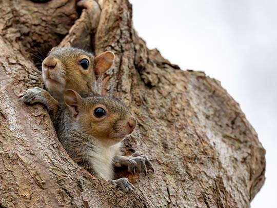 Do Squirrels Make Nests In Tree Branches?