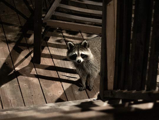 Will Motion Sensor Lights Deter Raccoons?