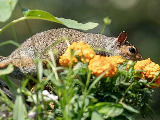 Does Marigold Keep Squirrels Away?