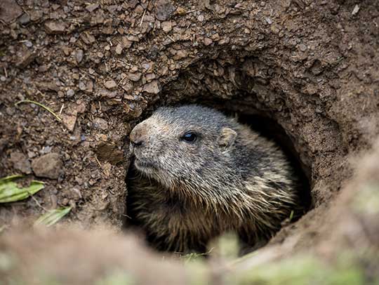 How Can I Repel Groundhogs Naturally?