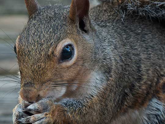 6 Home Remedies to Keep Squirrels Away