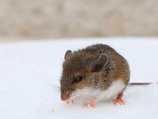 What Can I Spray to Keep Mice Away From House?