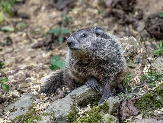 What Is the Best Way to Get Rid of Groundhogs Under Shed?