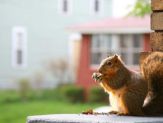 4 Key Steps Homeowners Need to Prevent Wildlife Infestations