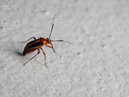 The Impact of Pests on Businesses: Why Commercial Pest Control is Crucial