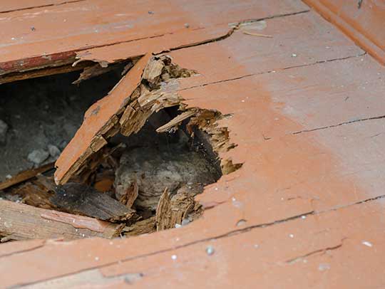 Detecting and Removing Wildlife Nests in Attics and Crawl Spaces