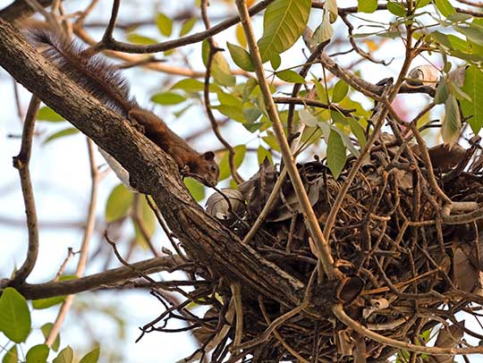 Nesting Season: Dealing with Wildlife Babies in Your Property