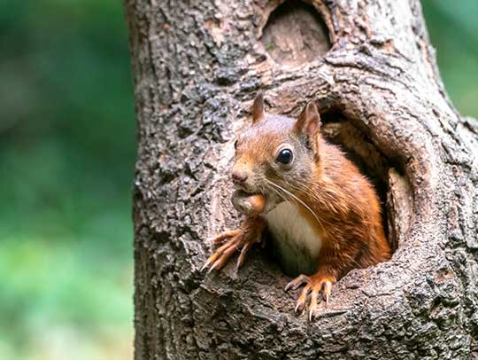 Urban Wildlife Challenges: Adapting to Coexist with Nature