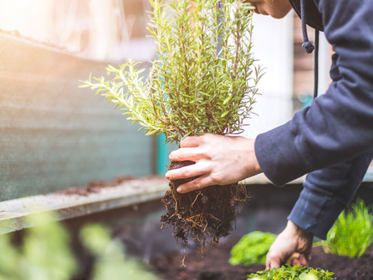 Landscaping for Wildlife Prevention: Plants That Deter Pests