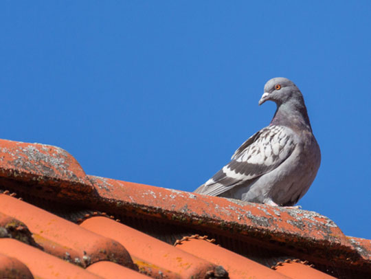 methods for deterring birds and pigeons