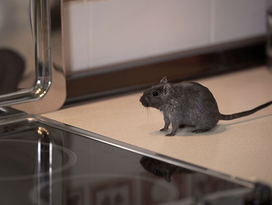 Effective Rodent-Proofing: Sealing Entry Points and Cracks