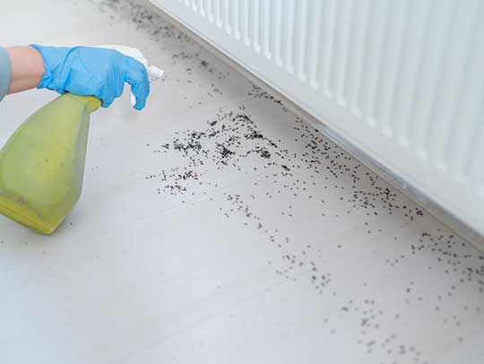 What Are the Health Risks of Pest Infestations?